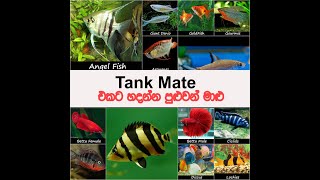 Top 15 Tank Mates sinhala [upl. by Alyworth]