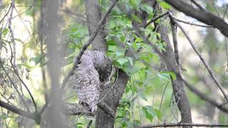 Barred Owls cooing and wooing [upl. by Acirahs]