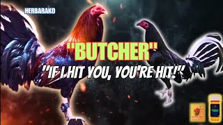 BUTCHER GAMEFOWL BLOODLINE Fighting Style and History [upl. by Nayllij]