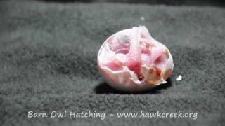 BARN OWL EGG HATCHING [upl. by Gleda]