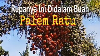 Rupanya Ini Didalam Buah Palem [upl. by Odele]