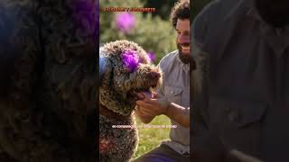 🐶DATOS PERRO LAGOTTO ROMAGNOLO🦮CARACTERISTICAS LAGOTTO ROMAGNOLO INFORMACIONRAZAS RAZATRAINING [upl. by Harobed]