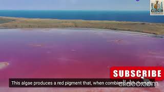 Australia’s Breathtaking Pink Lake🌊💖like comment subscribe travel facts australia nature [upl. by Arbe]