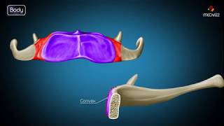 Hyoid bone osteology  Gross anatomy  Attachments  Movements  Clinical significance  USMLE [upl. by Eenaej]