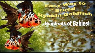 Easy way to breed a calico ryukin goldfish [upl. by Eatnom420]