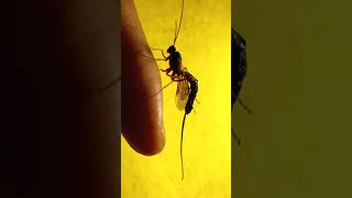 Surprising Ichneumonoid Parasitic Wasp with Big Ovipositor is My Friend Kyiv Ukraine 25sept2022 [upl. by Ikciv]