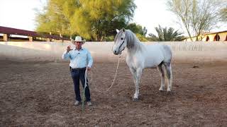 Como Iniciar o Enseñar a tu Caballo en los Lados  Caballos del Colorado [upl. by Aldred]