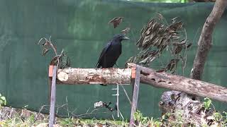 Wild New Caledonian crow toolmaking and tooluse in the rain [upl. by Novia388]