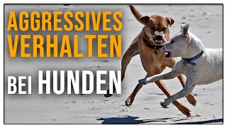 Aggression beim Hund  Zähne Zeigen und Knurren TGH 1 [upl. by Assyral]