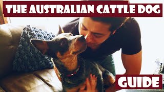 The definitive Introduction to the Australian Cattle Dog 101 heeler [upl. by Arras]