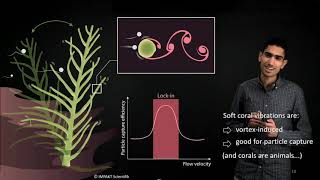 A Blessing in Disguise VortexInduced Vibrations as a Soft Coral Feeding Strategy [upl. by Annek]