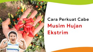 Biar Kuat Hadapi Kenyataan Perkuat Cabe Musim Hujan Ekstrim [upl. by Ameh]