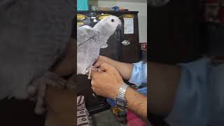 African Grey parrot [upl. by Rafe]