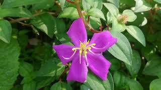 rudraglorybushplant heterotisrotundifoliaspanishshawl pinklady rockrose melastomataceae [upl. by Acirehs]