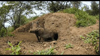 DOCUMENTÁRIO NATUREZA E VIDA SELVAGEM  Companheiros da Savana Africana  RTP1 [upl. by Rehoptsirhc916]