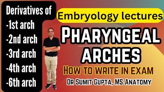 Pharyngeal arches derivatives  Embryology [upl. by Arihsaj]