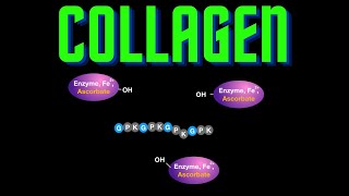 USMLE Step 1  Lesson 22  Collagen Types Structure and Synthesis [upl. by Rizan]