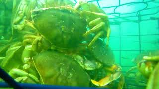 Crabbing Netarts Bay Oregon 10x Crab Cam 92924 [upl. by Lavery383]