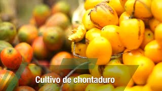 Cultivo de chontaduro  TvAgro por Juan Gonzalo Angel Restrepo [upl. by Eiramyelhsa]