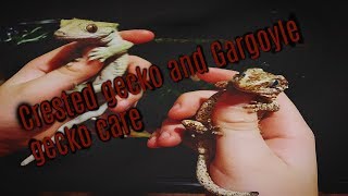 Crested gecko amp Gargoyle gecko Care [upl. by Nomde]