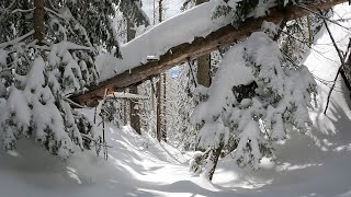 Lost In Trees  Arizona Snowbowl March 16 2023 [upl. by Cornish895]