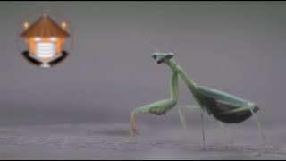 Qué Pasa Con Las Mantis Religiosas [upl. by Llednov689]