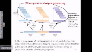 Whole genome shotgun sequencing [upl. by Ahsilav664]