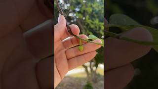 Sugar Apple Pollination [upl. by Retloc574]