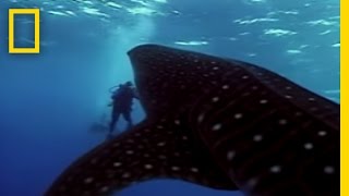 Whale Shark  National Geographic [upl. by Timofei835]