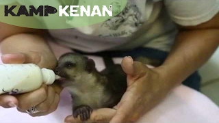 Cutest Baby Kinkajou Ever Kamp Kenan Bonus [upl. by Lilli240]