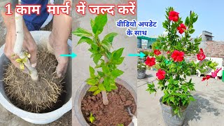 मार्च खत्म होने से पहले गुड़हल मे ये काम जल्द करें  Gudhal  Hibiscus Plant Grow and Care Fertilizer [upl. by Atiuqer]