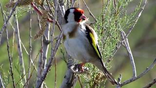 Goldfinch Singing Carduelis carduelis Καρδερίνα  Σγαρτίλι  Cyprus [upl. by Culberson]