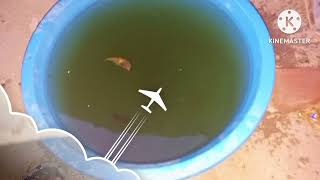 How to culture bloodwormsmosquito larvae live fish food for breeding live bloodworm [upl. by Dorita]