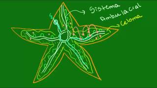 Sistemas excretor e nervoso dos Equinodermos  Zoologia  Biologia [upl. by Leah]