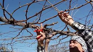 تقليم العنب ع نظام الكردوني1Cordon Grape vine pruning Cordon Traubenrebenschnitt [upl. by Ateerys]