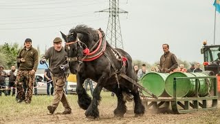 Nemzetközi Rönkhúzó Verseny 20150501 3rész [upl. by Lloyd]