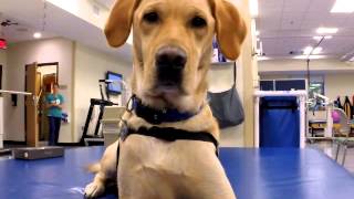 Galion Therapy Dog Shepherd Center [upl. by Dugaid]