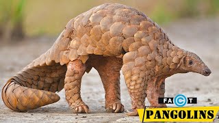 Pangolins  The most trafficked mammal on the planet [upl. by Eissat846]