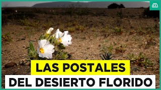 ¡Los primeros brotes Las hermosas postales del desierto florido [upl. by Stovall]