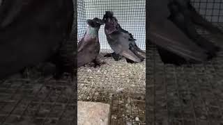 Fancy pigeon  BOKHARA Trumpeter [upl. by Marcille]