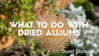 What to do with dried alliums from your garden garden allium [upl. by Odrawde]