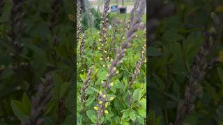 Third year in my garden doing great Baptisia Lemon Meringue perennials [upl. by Tallie914]