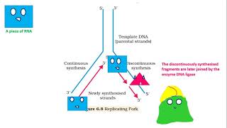 DNA Replication helicase primaseDNA Polymerase ligase NEET [upl. by Eylk]