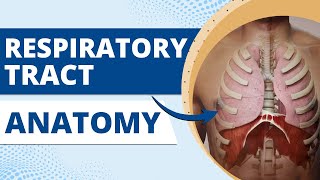 Respiratory Tract Anatomy क्या होता है RespiratoryAnatomy RespiratoryOrgans RespiratoryPhysiology [upl. by Paugh]