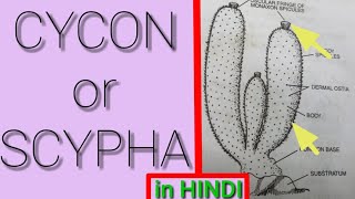 CYCON in HINDI Full Introduction Representative Animals of Phylum  Porifera  SCYPHA [upl. by Pillihp]