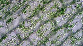 Chloroplasts moving by cytoplasmic streaming in elodea leaf cells Microscope 40x view [upl. by Nnahoj716]