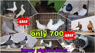 frillback 🐣 Lahori Siraji Indian fantail Mukhi 😍 Chinese owl fancy pigeon farm pigeon kabutar [upl. by Bagley]