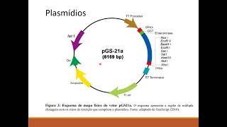 transgenese transposons plasmídeos e biblioteca genômica [upl. by Ahsinaj]