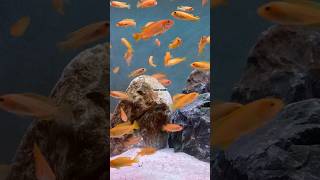 CİCHLİD BREEDİNG CHİNDONGO AFRİCAN CİCHLİDS 🆕shortvideo aquarium fishtank cichlid cichlids [upl. by Cordelia]