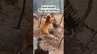 Harimau vs Singa shorts trending animals [upl. by Odlo]